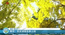 满树“黄金甲”！南京：玄武湖银杏季上线