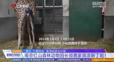 “鹿生”三重挑战 高清视频全纪录 南京红山森林动物园长颈鹿家族添新丁啦！