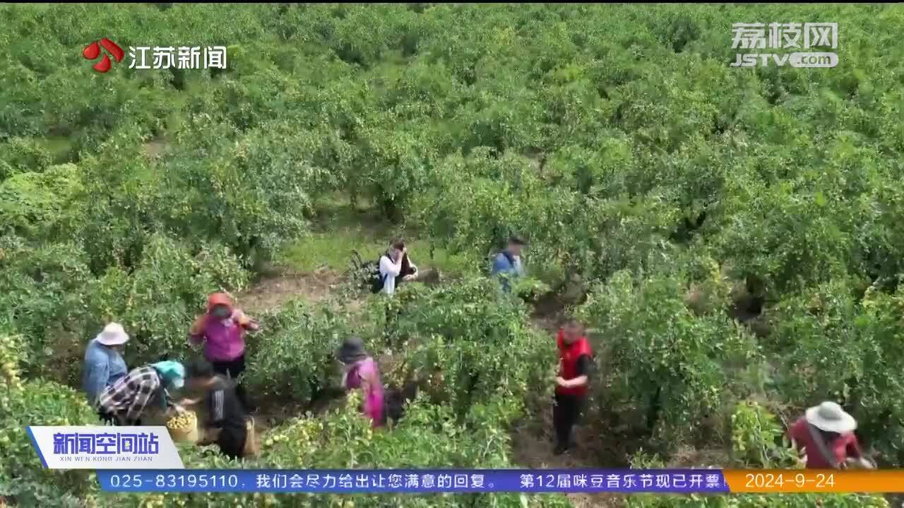 宿迁：石榴咧嘴笑 红红满枝头