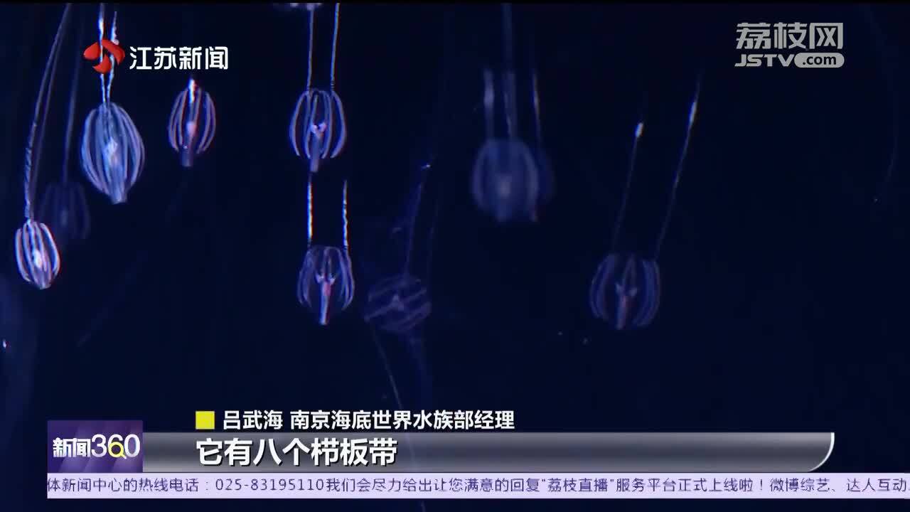 穿越億萬年的生物 會發光的櫛水母來了！
