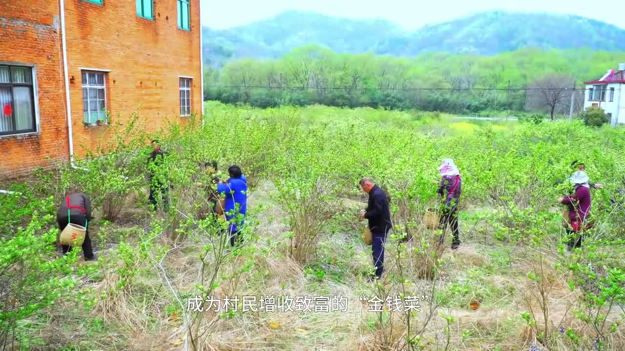 0707小暑节气