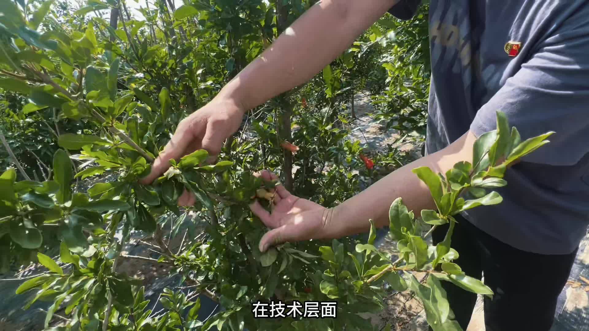 山东省德州市宁津县大柳镇小郭村石榴