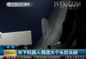 水下机器人偶遇大个头巨头鲸